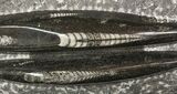 Polished Orthoceras (Cephalopod) Plate - #47987-1